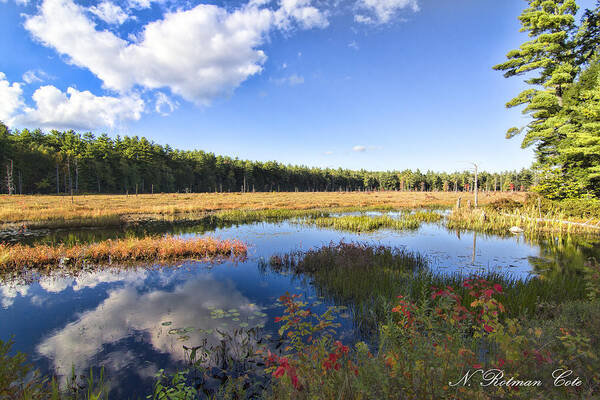 Marsh Poster featuring the photograph Vibrant Fall Scene by Natalie Rotman Cote