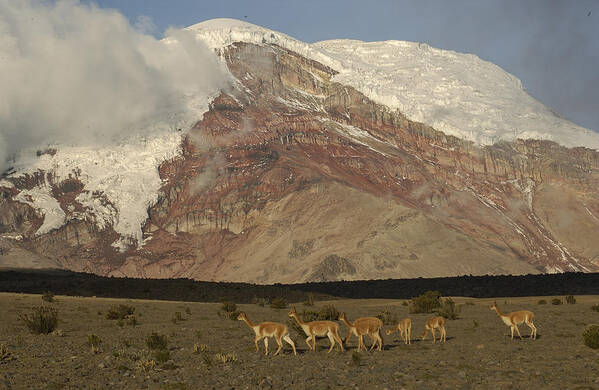 Feb0514 Poster featuring the photograph Vicuna Herd Grazing At Mt Chimborazo by Pete Oxford