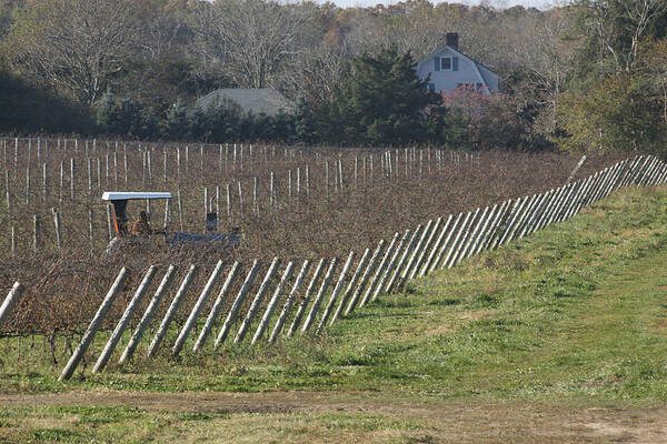Vineyard Poster featuring the photograph Vineyard Southold New York by Bob Savage