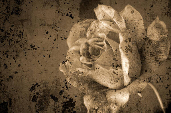 Sepia Poster featuring the photograph Vintage Rose by Kathleen Messmer