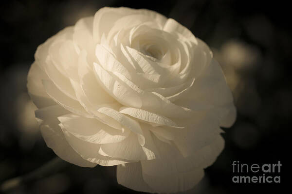 Flower Poster featuring the photograph Vintage White by Ana V Ramirez