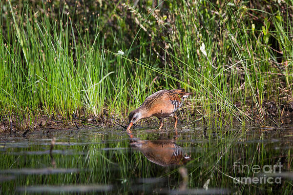 Animalia Poster featuring the photograph Virginia Rail Rallus Limicola by Linda Freshwaters Arndt