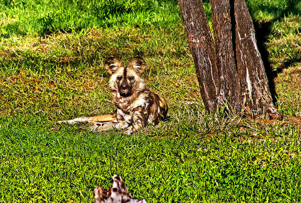 African Wild Dog Dubbo Zoo Poster featuring the photograph Waching you by Miroslava Jurcik