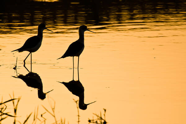 Birds Poster featuring the photograph Wading Birds by Nila Newsom