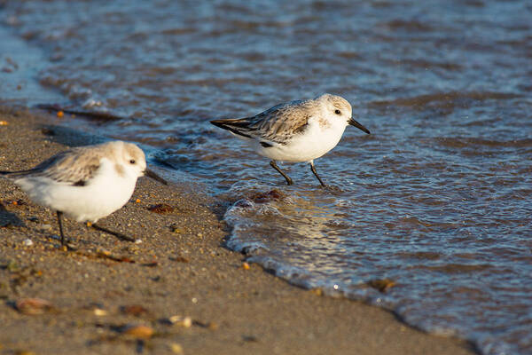 Sanderlings Poster featuring the photograph Wading Sanderlings by Allan Morrison