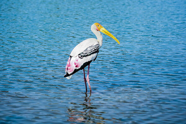 Stork Poster featuring the photograph Wading Stork by Nila Newsom