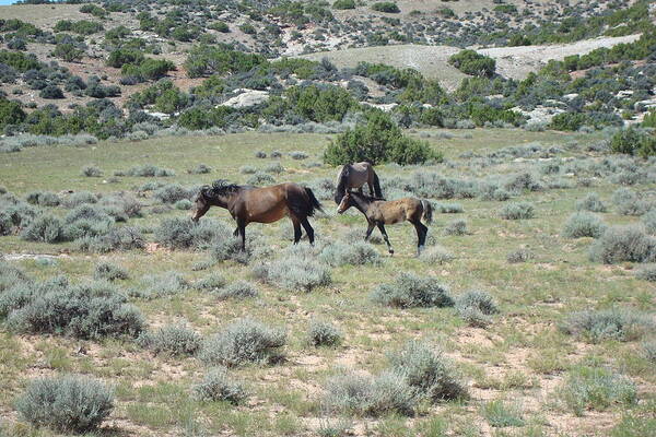 Wild Horses Poster featuring the photograph Wait Momma by Susan Woodward