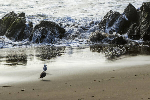 Beach Poster featuring the photograph Waiting For Their Meal by Jim Moss