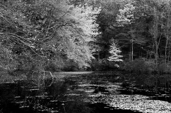 Massachussetts Poster featuring the photograph Walden Pond by Christian Heeb