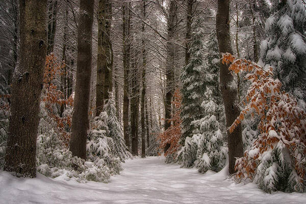Winter Poster featuring the photograph Walk in the Woods by Darylann Leonard Photography