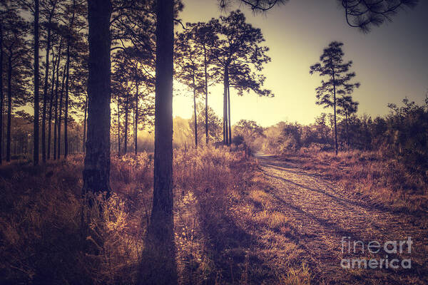 Light Poster featuring the photograph Walk into the light by Tim Wemple