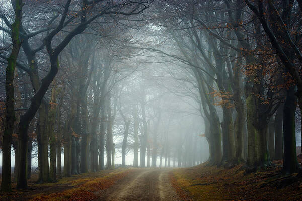 Forest Poster featuring the photograph Walk This Way by Ellen Borggreve