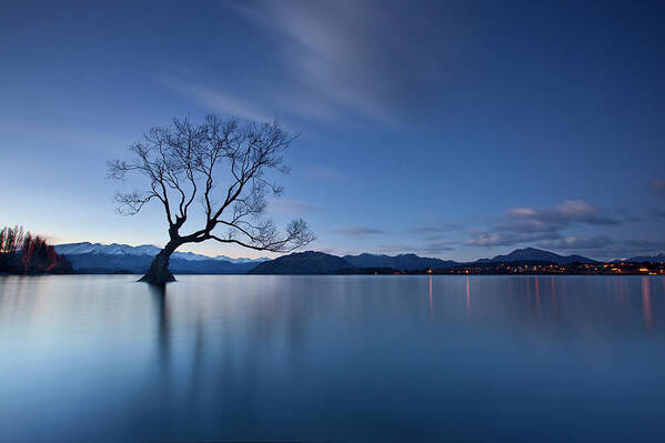 Tree Poster featuring the photograph Wanaka Twilight by Yan Zhang