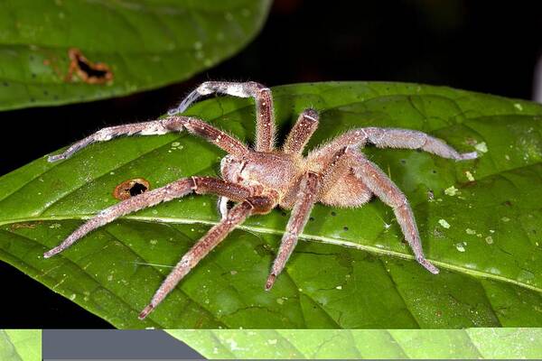 Animal Poster featuring the photograph Wandering spider on a leaf by Science Photo Library