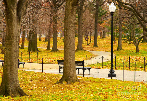 Trees Poster featuring the photograph Washington DC's Memorial Parks in the Winter by Mary Jane Armstrong