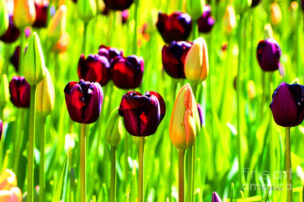 Pacific Northwest Poster featuring the photograph Washington Tulips - Mount Vernon by Tap On Photo