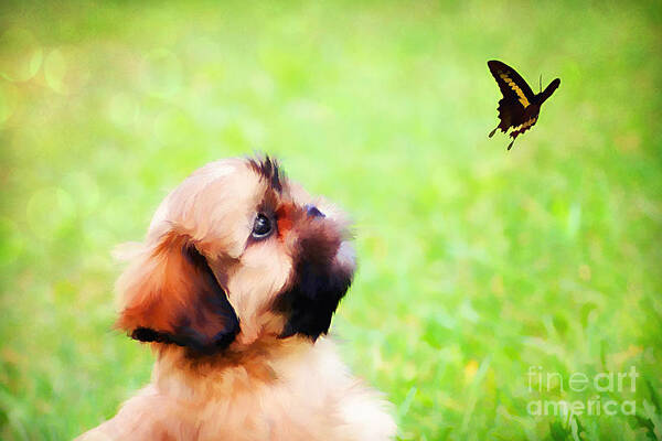 Adorable Poster featuring the photograph Watching Butterflies by Darren Fisher