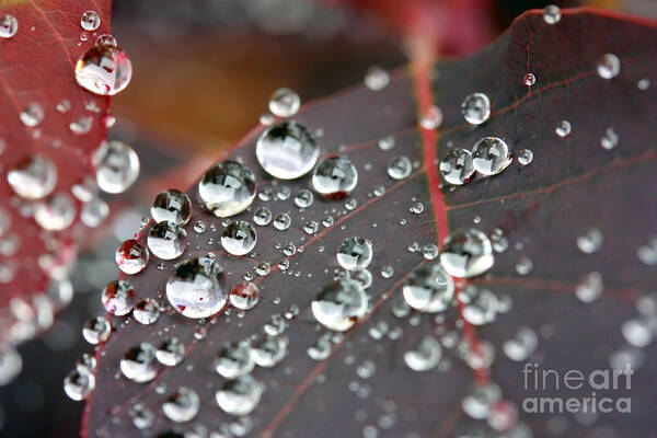 Water Poster featuring the photograph Water drops on Cotinus by Simon Bratt