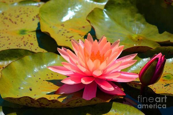 Water Poster featuring the photograph Water Lilly by JCV Freelance Photography LLC