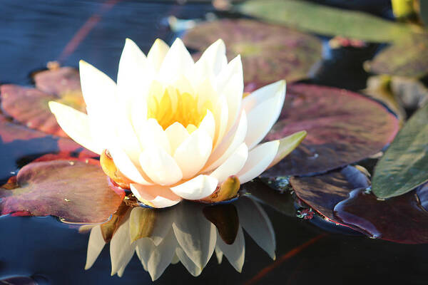 Waterlily Poster featuring the photograph Water Lilly by Yani DeSousa