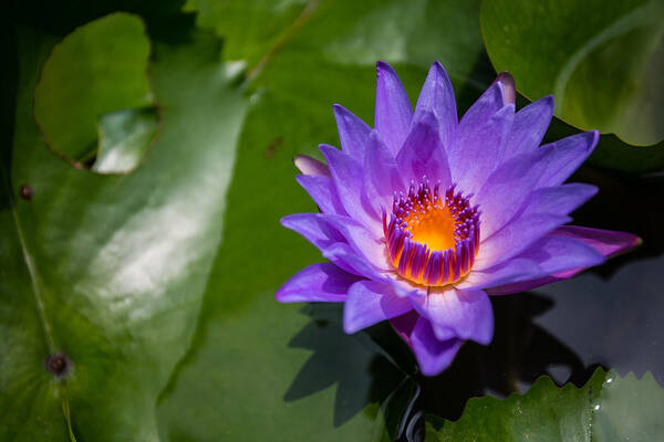 Lily Poster featuring the photograph Water Lily by Mike Lee