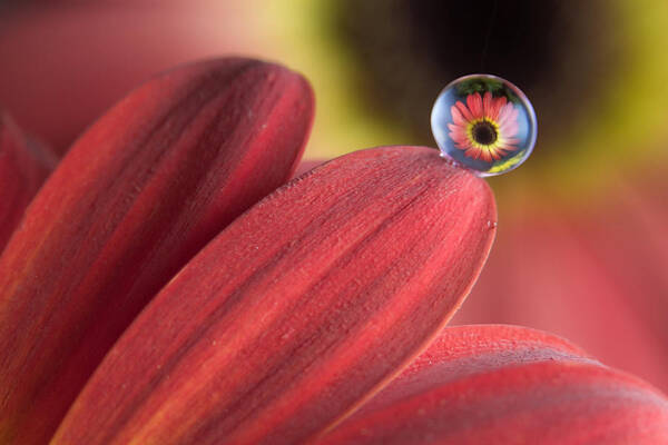 Flowers Poster featuring the photograph Waterdrop on flower petal by William Lee