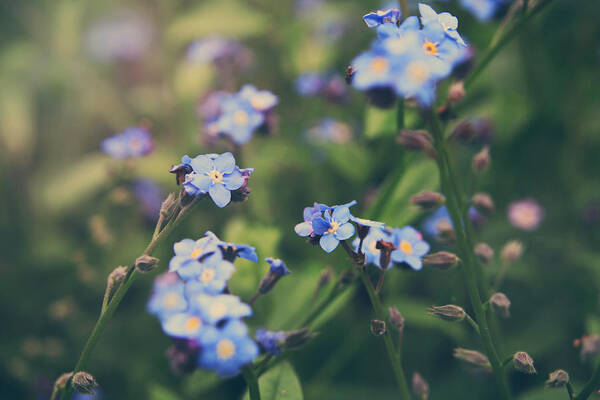 Quarryhill Botanical Garden Poster featuring the photograph We Lay With the Flowers by Laurie Search