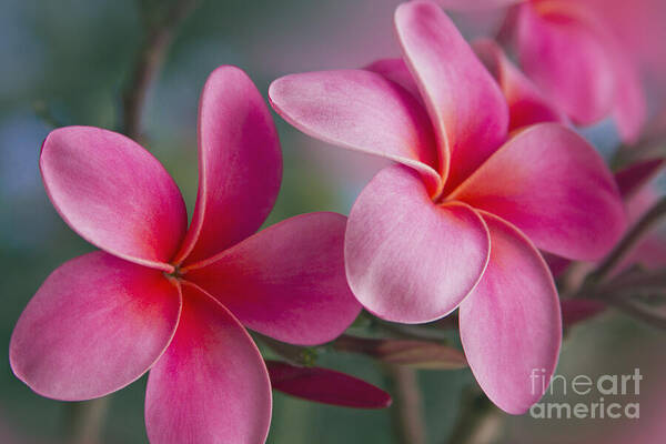 Pink Plumeria Poster featuring the photograph We were together . . . by Sharon Mau