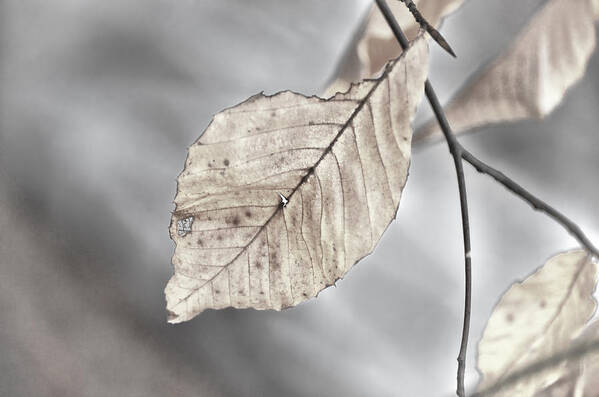 Leaf Poster featuring the photograph Weathered Remnant of Summer by Beth Venner
