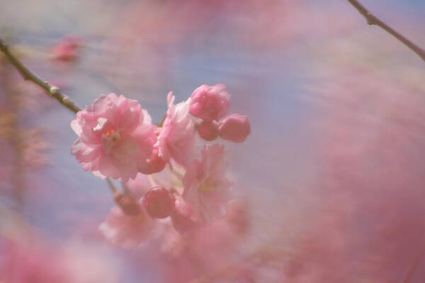 Pink Poster featuring the photograph Weeping Cherry Blossoms by Natalie Rotman Cote