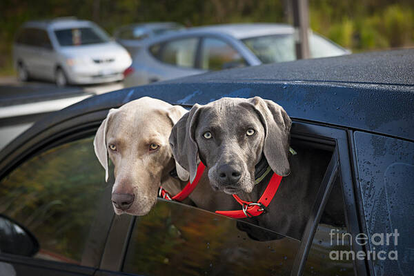 Dogs Poster featuring the photograph Weimaraner dogs in car by Elena Elisseeva