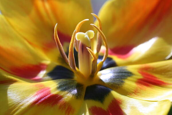 Macro Poster featuring the photograph Welcome by Doug Norkum