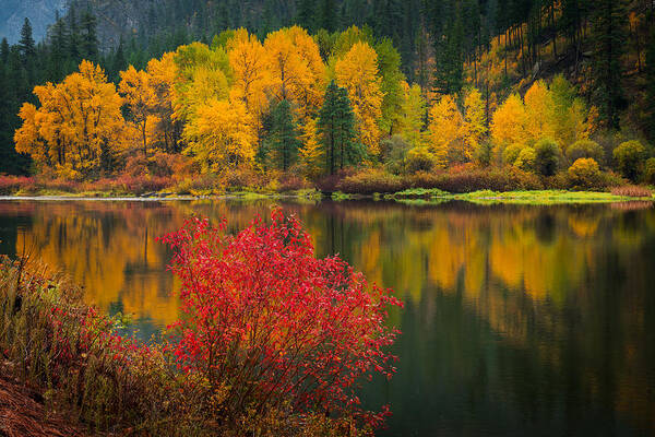 Fall Poster featuring the photograph Wenatchee River Reflections by Dan Mihai