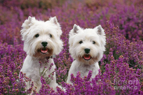 West Highland Terrier Poster featuring the photograph West Highland Terrier Dogs In Heather by John Daniels