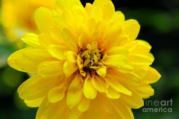 Yellow Marigold Poster featuring the photograph West Virginia Marigold by Melissa Petrey