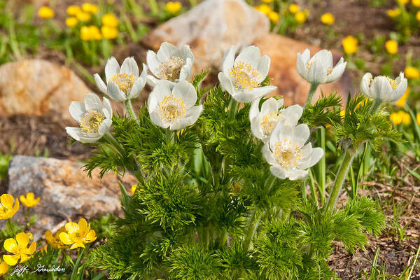 Beauty In Nature Poster featuring the photograph Western Pasqueflower and Buttercups Blooming in a Meadow by Jeff Goulden