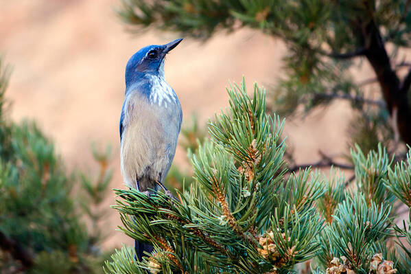 Western Poster featuring the photograph Western Scrub Jay by Nicholas Blackwell