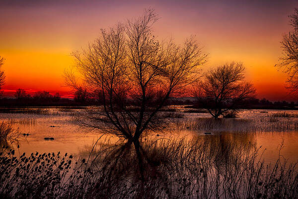 Dawn Poster featuring the photograph Wetlands Dawn by Kathleen Bishop