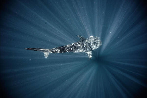 Tranquility Poster featuring the photograph Whale Shark by Tyler Stableford