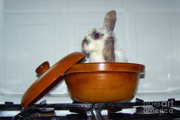 Baby Bunny Poster featuring the photograph What's For Dinner by Terri Waters