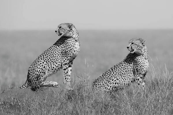 Cheetah Poster featuring the photograph What's Going On Here Around? by Marco Pozzi