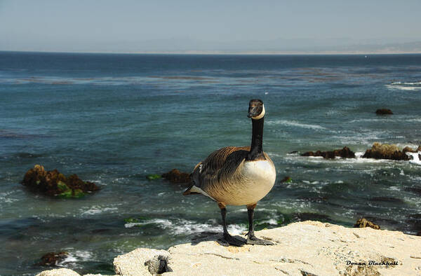 Goose Poster featuring the photograph Where Do I Go From Here by Donna Blackhall