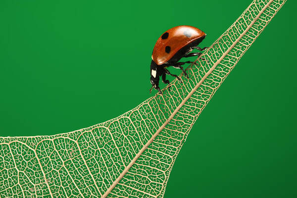 Bug Poster featuring the photograph Where have all the green leaves gone? by William Lee