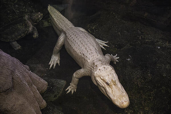 White Poster featuring the photograph White Alligator by Garry Gay