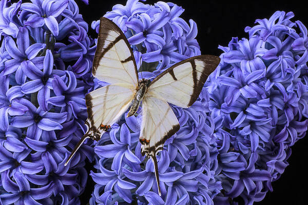 White Butterfly Poster featuring the photograph White butterfly on blue hyacinth by Garry Gay