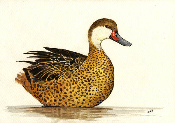  Duck Poster featuring the painting White cheeked pintail by Juan Bosco