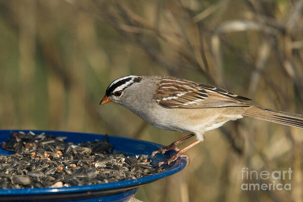 White-crowned Sparrow Poster featuring the photograph White-crowned Sparrow Eats by Linda Freshwaters Arndt