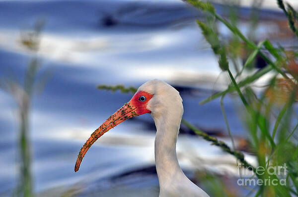 White Ibis Poster featuring the photograph Intriguing Ibis by Al Powell Photography USA