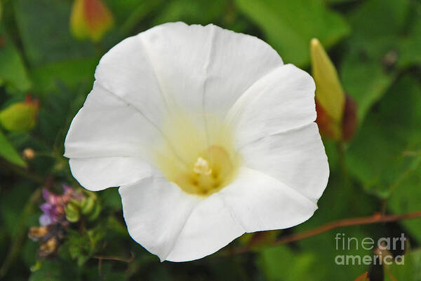 White Poster featuring the photograph White Morning Glory by Mary Carol Story