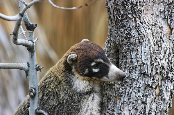 Coati Poster featuring the photograph White-nosed Coati 2 by Al Andersen